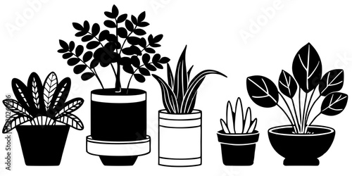 Collection of black and white houseplants in pots