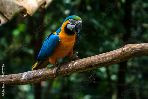The blue and yellow macaw, Ara ararauna, also known as the blue and gold macaw, Psittacidae family in Brazil