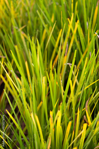 Close-Up of Green Grass Texture with Dry Patches