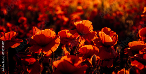 Foto ANZAC poppy banner