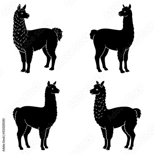 Four silhouette llamas in different poses standing on a white background in a vector style graphic art