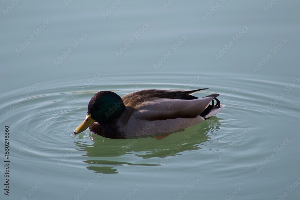 Fototapeta premium Majestic duck with blue and green head and yellow beak floating in peaceful tranquil water close up