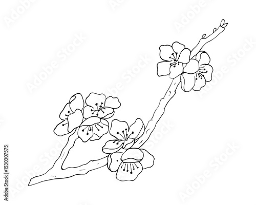 A detailed black and white line drawing of an apricot tree branch with blooming flowers. Elegant floral sketch style suitable for coloring books, botanical prints, spring designs