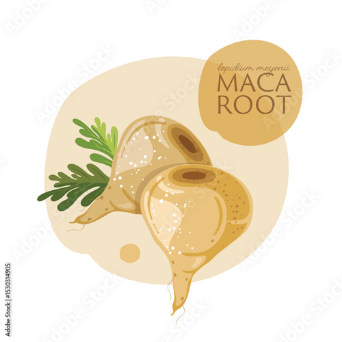 Maca root organic vegetable, superfood vector illustration,