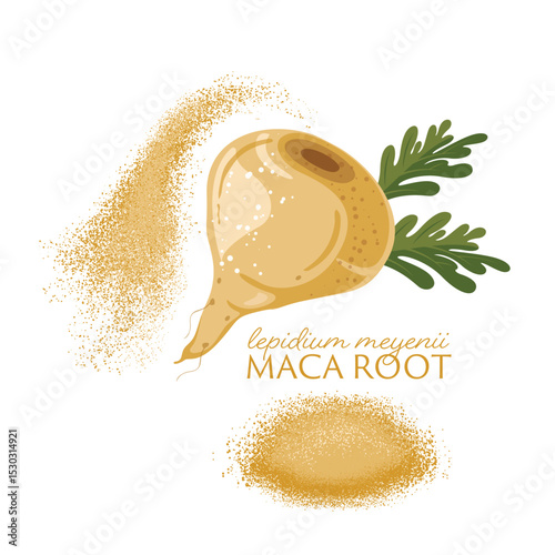 Maca root organic vegetable, superfood vector illustration,