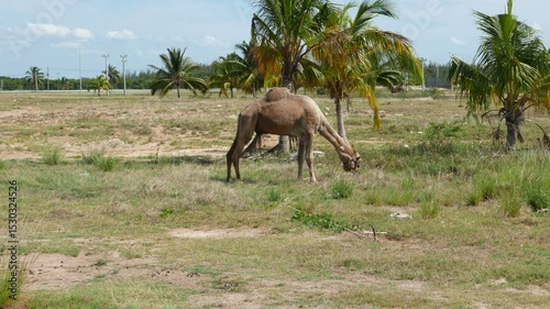 A camel grazing in a dry field in Varadero, Cuba.