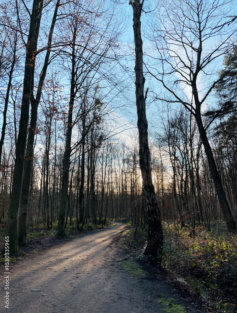 Obraz premium Hiking trail at Ohligser Heide natural reserve during a winter season in Solingen, North Rhine-Westphalia, Germany