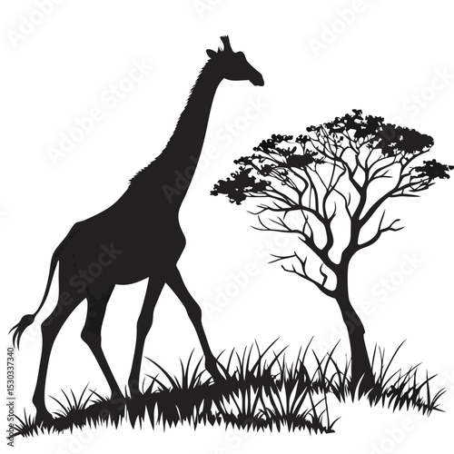 Silhouette of Giraffe and Tree in African Savannah against White Background