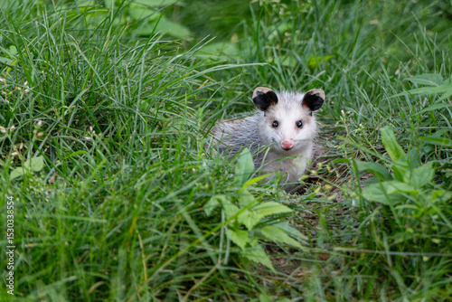 Young Virgina opossum peaking out from tall green grass