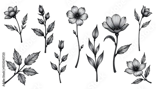 Elegant Graphite Floral Set: Hand-Drawn Flowers and Leaves in Black and White.