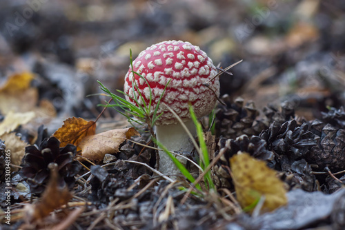 fly agaric mushroom in forest