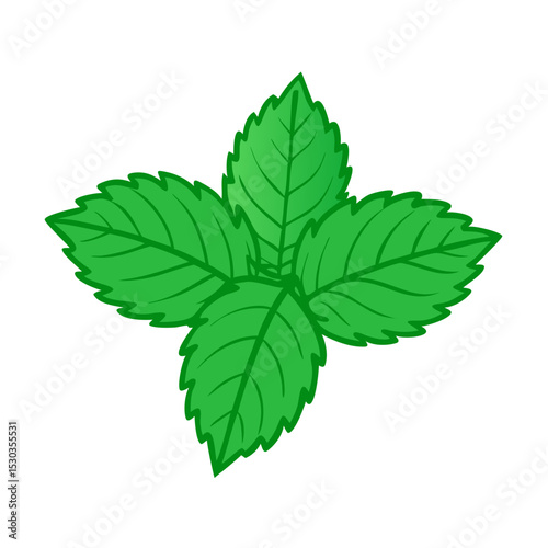 Illustration of simple mint. Herb. Hackberry. Coolness.