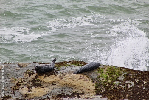 Lazy seals laying on rocks in Cabrillo national monument park san diego california