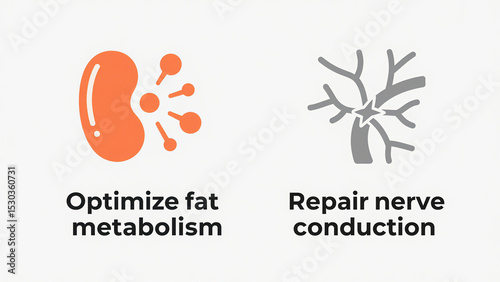 Orange kidneys and gray neural patterns represent optimized fat metabolism and repair of nerve conduction, suitable for metabolic regulation and neural rehabilitation scenarios.