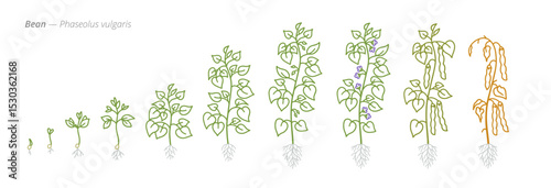 Bean Growth Stages Vector Illustration - Phaseolus vulgaris Development Cycle