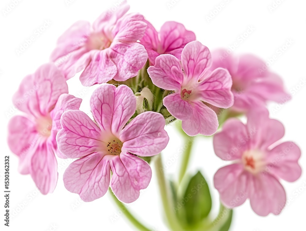 Fototapeta premium Pink verbena bouquet, white background 