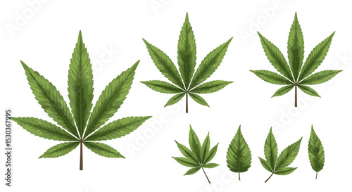 Green Marijuana Leaves Representing Alternative Medicine and Various Drug Policy Concepts and Topics