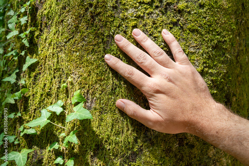 A man's hand touches a sunny beech trunk covered in moss and ivy. Concept ecoology and people. 