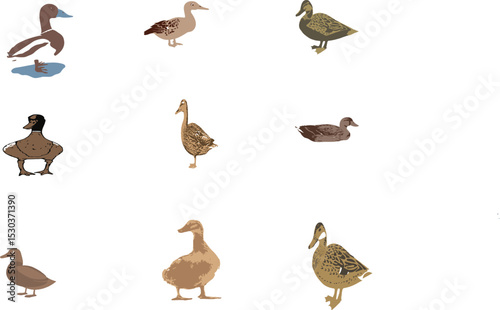 The duck