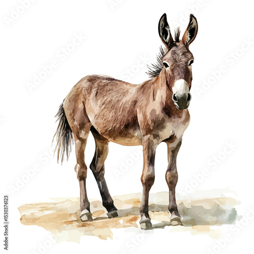 Donkey, watercolor illustration vector, isolated on a white background.