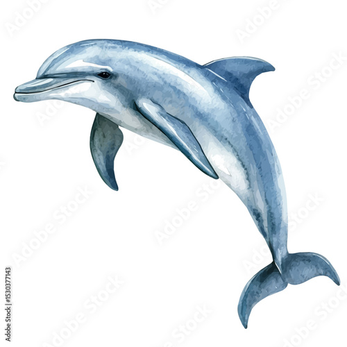 Dolphin, watercolor painting vector, isolated on a white background.
