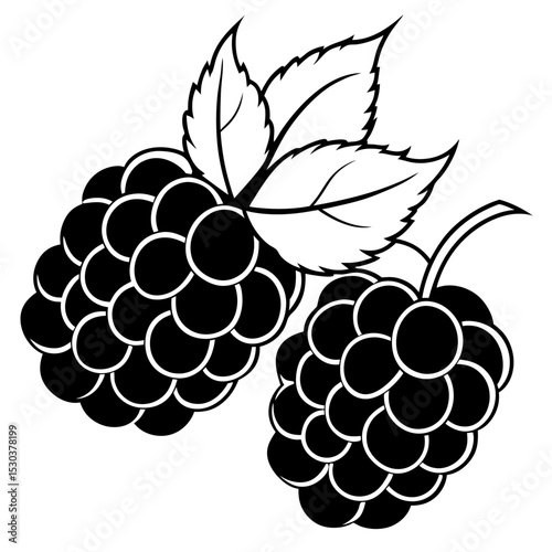 Blackberries Vector on White Background