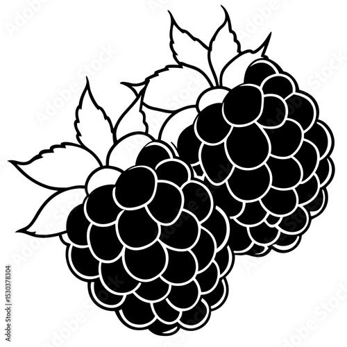 Blackberries Vector on White Background
