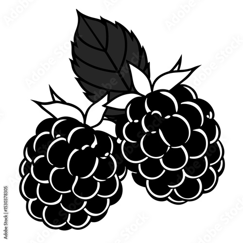 Blackberries Vector on White Background
