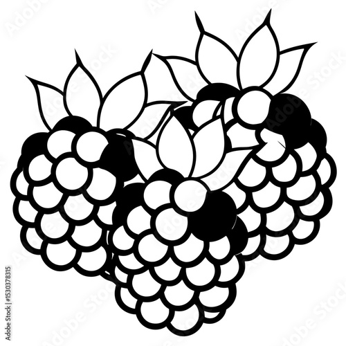 Blackberries Vector on White Background