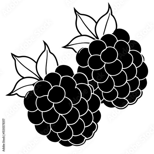 Blackberries Vector on White Background
