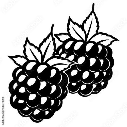 Blackberries Vector on White Background