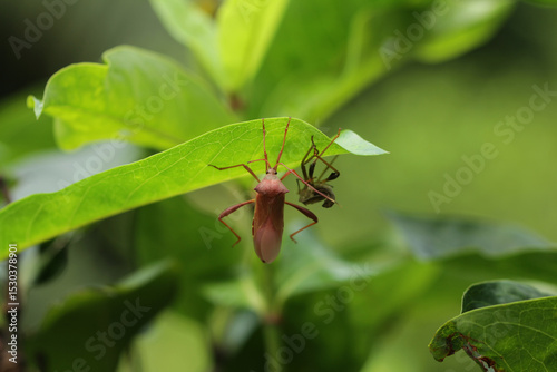 Pentatomomorpha or infraorder or seed bugs hanging on the leaf. photo