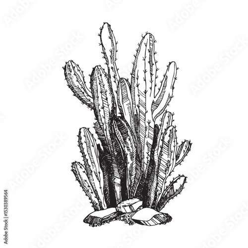 Tall succulent cactus with thorns isolated element. Vector drawing illustration for icon, game, packaging, banner. Wild west, western, cowboy concept.