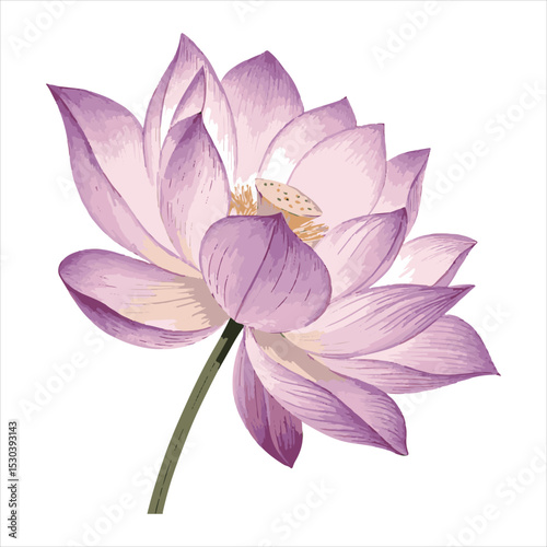 Lotus flower Vector 