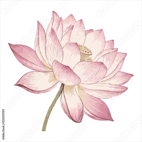 Lotus flower Vector 