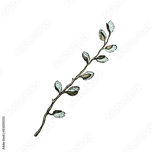 Easter spring vector illustration with sprigs of willow. Template hand drawn design for banner, poster, card, paper. Holiday print. Branch with pussy willow buds.