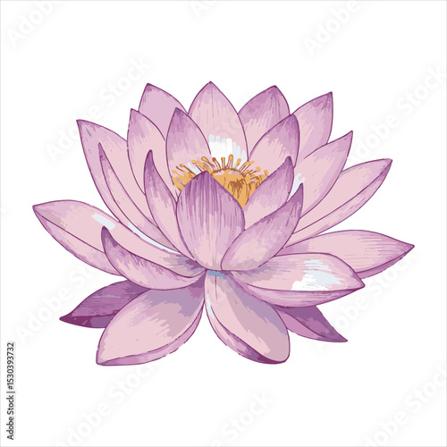 Lotus flower Vector 