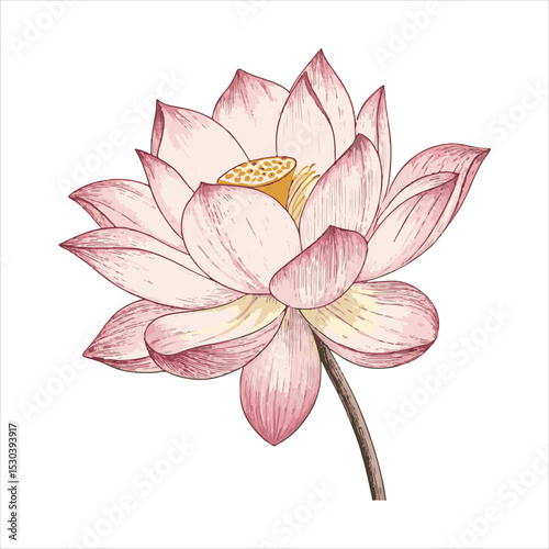 Lotus flower Vector