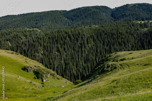 landscape with mountains and trees