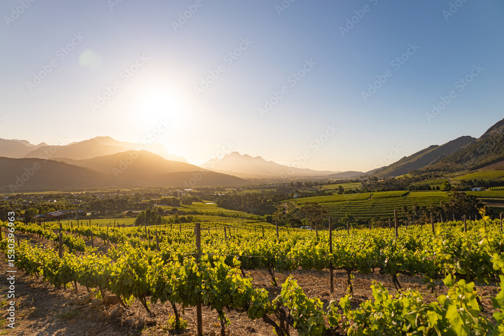 Fototapeta premium Wine farm. Vineyard landscape at sunset with mountains. Stellenbosch, South Africa. vine grapes rows