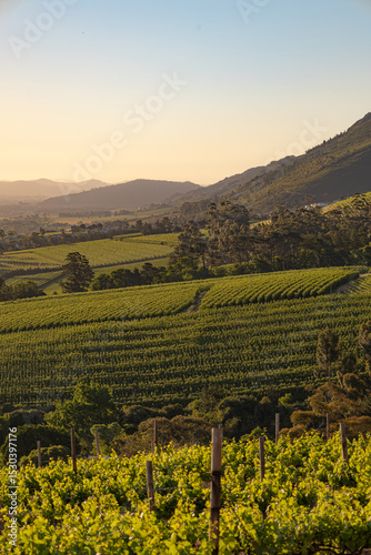 Wine farm. Vineyard landscape at sunset with mountains. Stellenbosch, South Africa. vine grapes rows