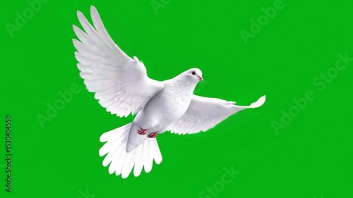 white dove flying with green screen background