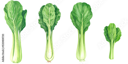 A collection of fresh, green lettuce leaves of varying sizes arranged neatly.