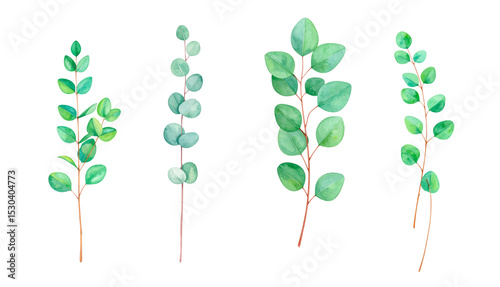 Beautiful illustration of eucalyptus leaves in various arrangements and colors.