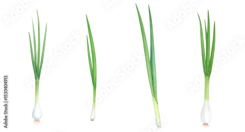 Fresh green onions displayed in various stages of growth and freshness.