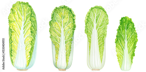 Fresh napa cabbage leaves arranged in a colorful display on a white background.