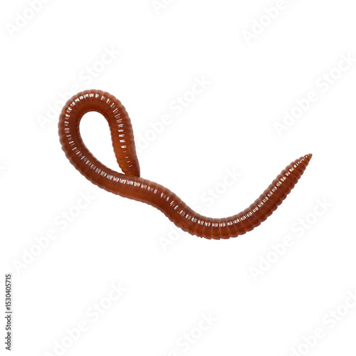 Close-Up of an Earthworm: Detailed Macro Photography