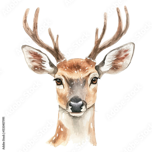 Deer Close Up, watercolor vector, isolated on a white background.