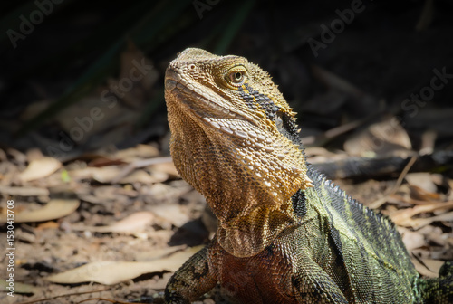 Portrait of an Australian Water Dragon