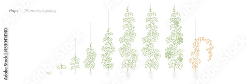 Hop Growth Stages from Seed to Mature Plant Vector Illustration for Agribusiness and Crop Planning